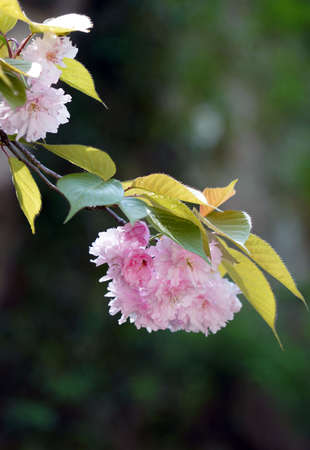 Jangseok Village Cherry Blossom Baseの写真素材