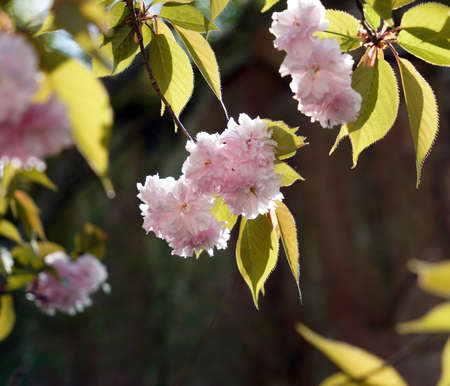 Jangseok Village Cherry Blossom Baseの写真素材
