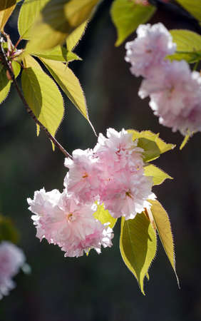 Jangseok Village Cherry Blossom Baseの写真素材