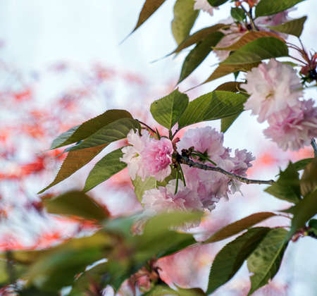 Jangseok Village Cherry Blossom Baseの写真素材