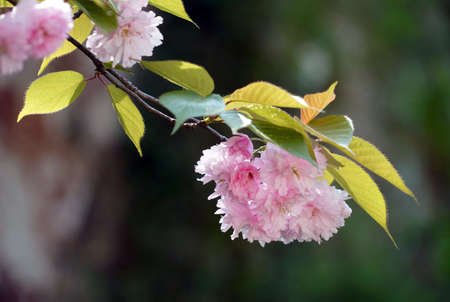 Jangseok Village Cherry Blossom Baseの写真素材