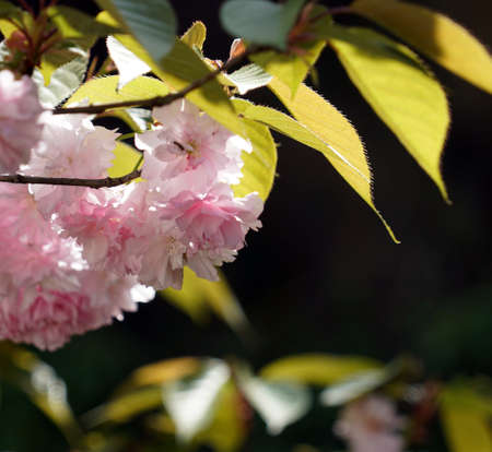 Jangseok Village Cherry Blossom Baseの写真素材