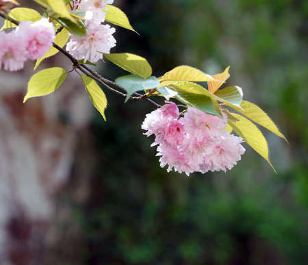 Jangseok Village Cherry Blossom Baseの写真素材