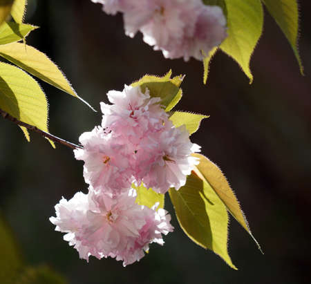 Jangseok Village Cherry Blossom Baseの写真素材