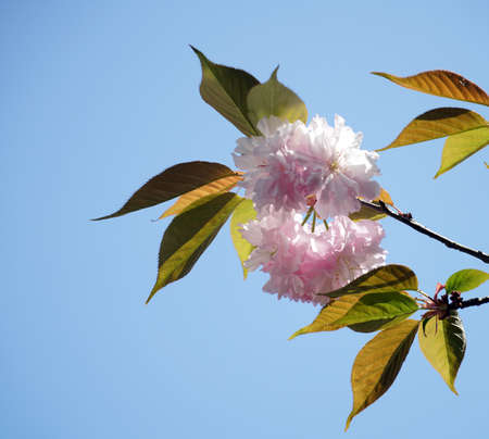 Jangseok Village Cherry Blossom Baseの写真素材