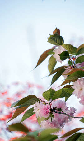 Jangseok Village Cherry Blossom Baseの写真素材