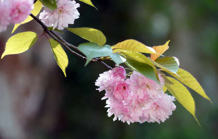 Jangseok Village Cherry Blossom Baseの写真素材