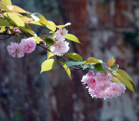 Jangseok Village Cherry Blossom Baseの写真素材
