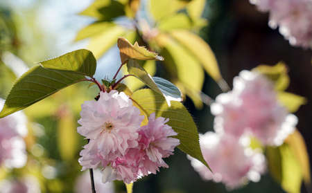 Jangseok Village Cherry Blossom Baseの写真素材