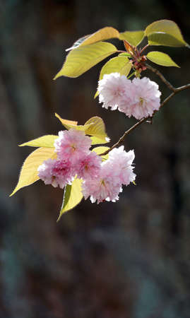 Jangseok Village Cherry Blossom Baseの写真素材