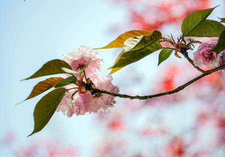 Jangseok Village Cherry Blossom Baseの写真素材