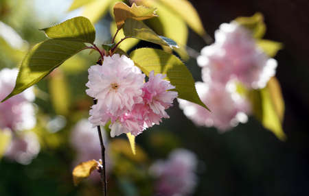Jangseok Village Cherry Blossom Baseの写真素材