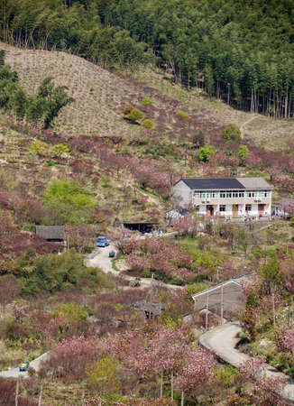 Jangseok Village Cherry Blossom Baseの写真素材