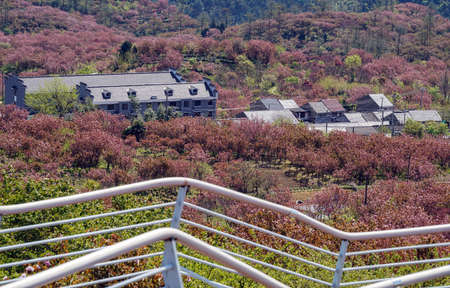Jangseok Village Cherry Blossom Baseの写真素材