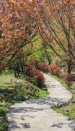 Jangseok Village Cherry Blossom Baseの写真素材