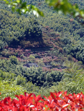 Jangseok Village Cherry Blossom Baseの写真素材