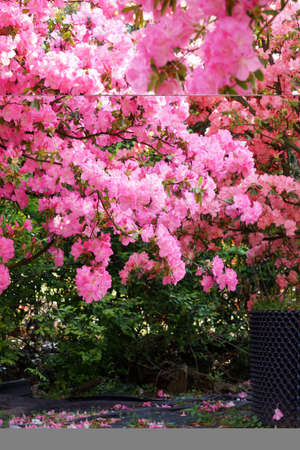 Beilun Rhododendron Gardenの写真素材