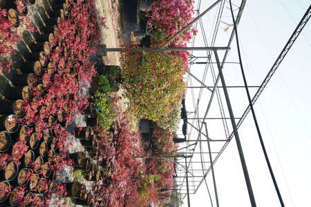 Rhododendron Gardenの写真素材