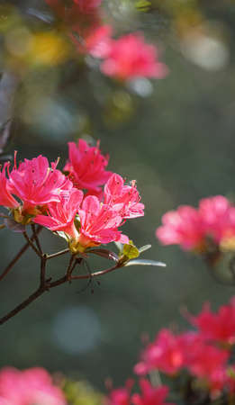 Rhododendron Gardenの写真素材