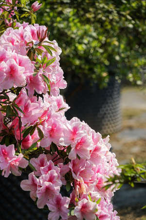 Rhododendron Gardenの写真素材