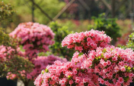 Rhododendron Gardenの写真素材