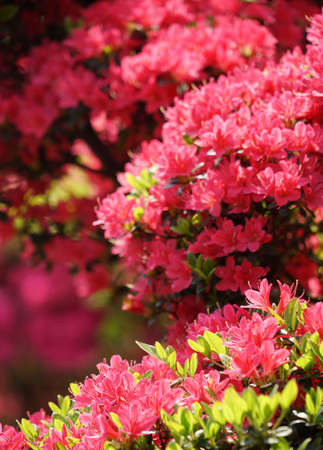 Rhododendron Gardenの写真素材