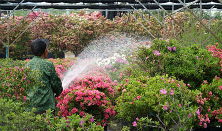 Rhododendron Gardenの写真素材
