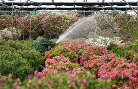 Rhododendron Gardenの写真素材