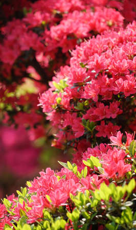 Rhododendron Gardenの写真素材