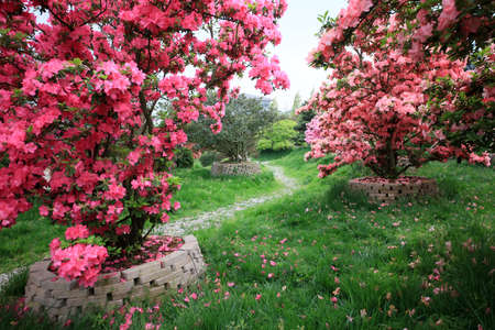 Rhododendron Gardenの写真素材