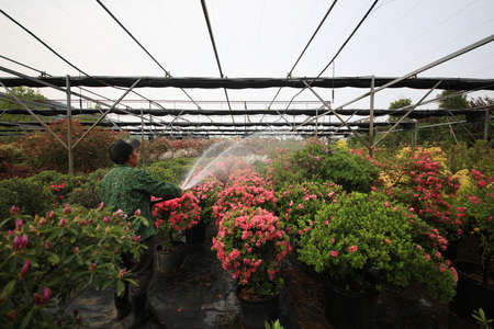 Rhododendron Gardenの写真素材