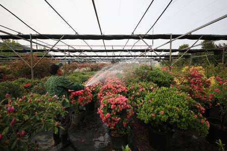 Rhododendron Gardenの写真素材