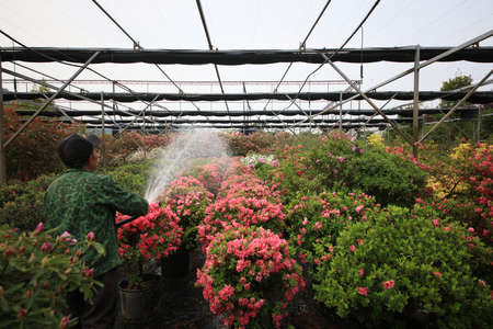 Rhododendron Gardenの写真素材