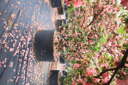 Rhododendron Gardenの写真素材