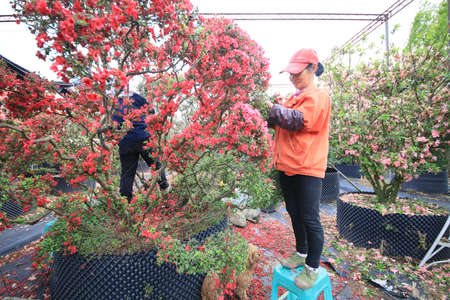 Rhododendron Gardenの写真素材