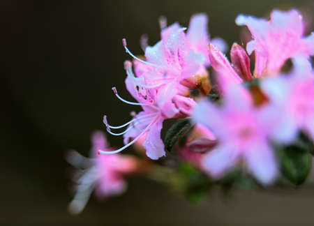 Rhododendron Gardenの写真素材