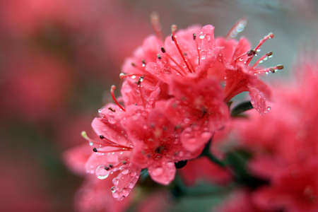 Rhododendron Gardenの写真素材