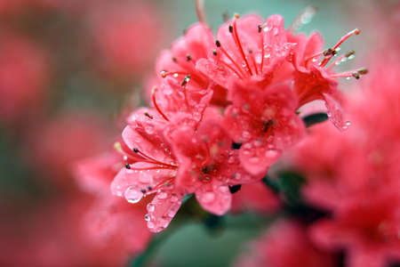 Rhododendron Gardenの写真素材