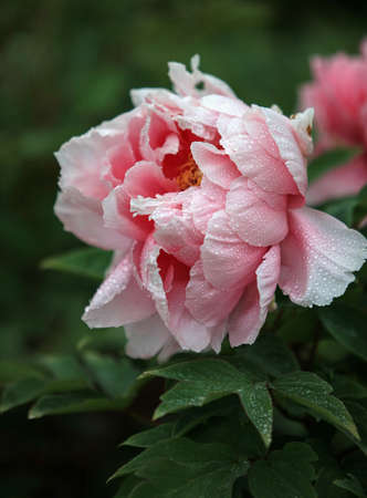 Peonyの写真素材