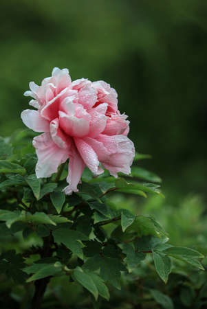 Peonyの写真素材