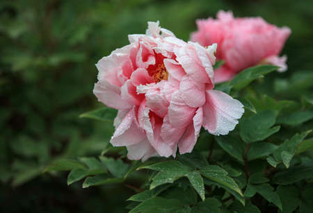 Peonyの写真素材