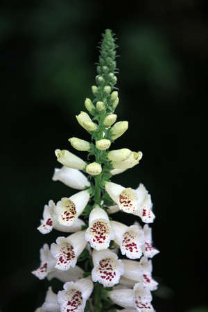 Foxglove flowerの写真素材