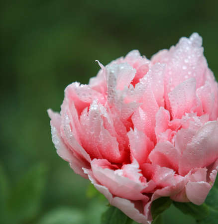 Peonyの写真素材
