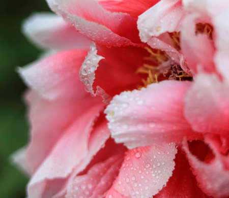 Peonyの写真素材