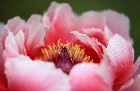 Peonyの写真素材