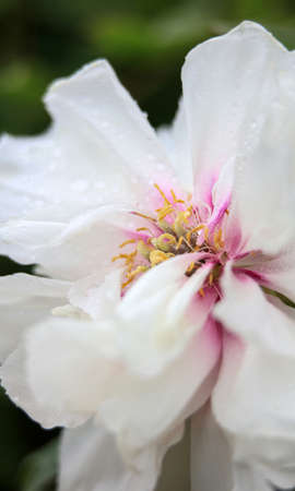 Peonyの写真素材