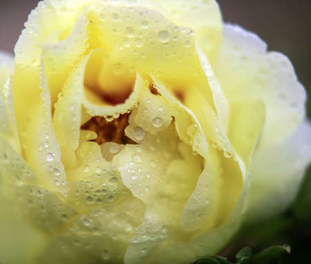 Peonyの写真素材