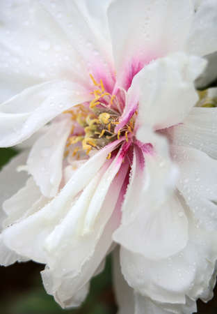 Peonyの写真素材