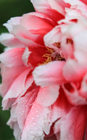 Peonyの写真素材