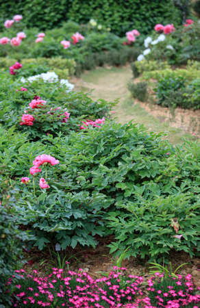Peonyの写真素材